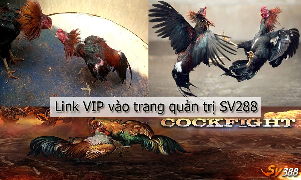 Link VIP vào trang quản trị SV288